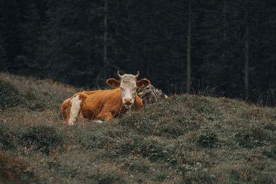 View of a horse on field