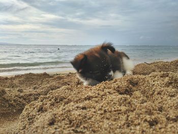 View of an animal on beach