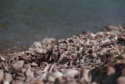 Close-up of shells on beach