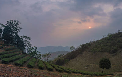 Scenic view of field against sky during sunset