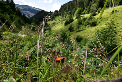 Plants growing on land