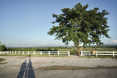 Tree by road against clear sky