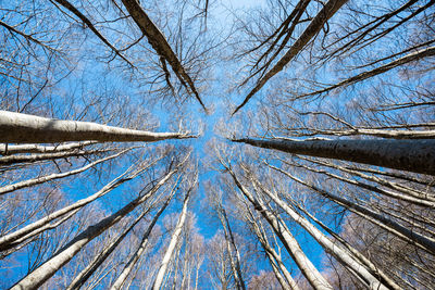 Low angle view of bare trees against sky