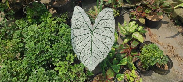 Close-up of leaves