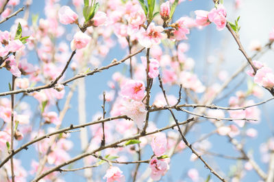 Close-up of pink cherry blossom