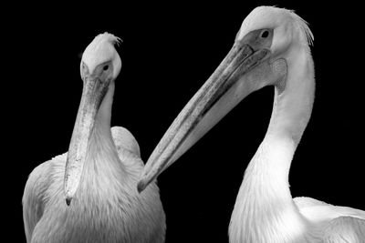 Close-up of birds against black background