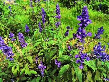 High angle view of purple flowering plants on field