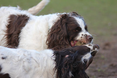 Close-up of a dog