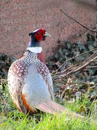 Close-up of bird perching on field