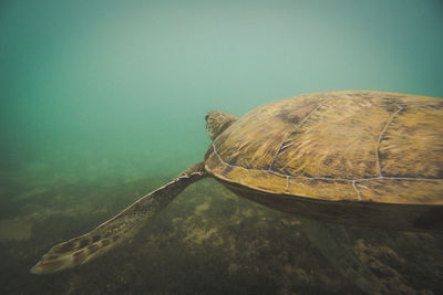 Close-up of a turtle in sea