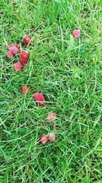 High angle view of red berries on field