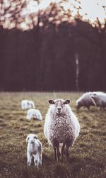 Sheep standing on field