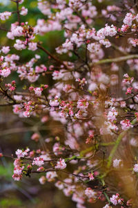 Close-up of cherry blossom