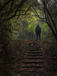 Rear view of silhouette person walking on steps in forest