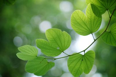 Close-up of green leaves