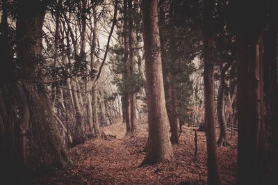 Trees in forest