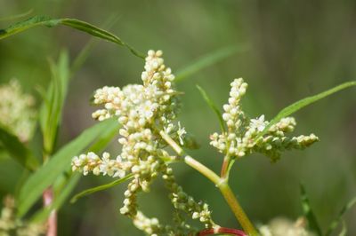 Close-up of plant