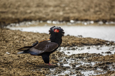 Close-up of bird perching on rock