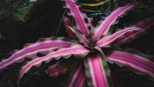 Close-up of pink underwater