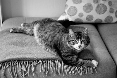 Cat resting on sofa at home