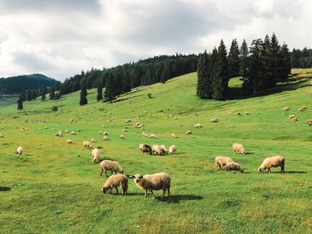 Sheep grazing in a field