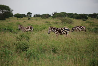 Zebra zebras on field against sky