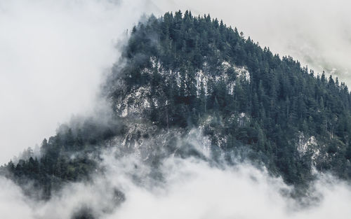 View of tree mountain in winter