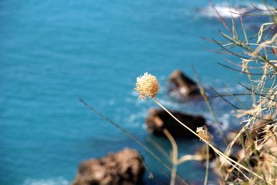 Close-up of flowering plant against sea