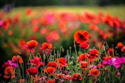 Close-up of red poppy blooming in field