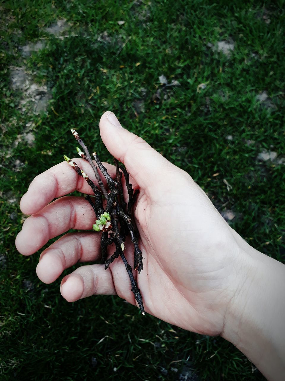 human hand, one person, human body part, lifestyles, holding, real people, leisure activity, one woman only, animal themes, close-up, day, adults only, people, grass, outdoors, adult