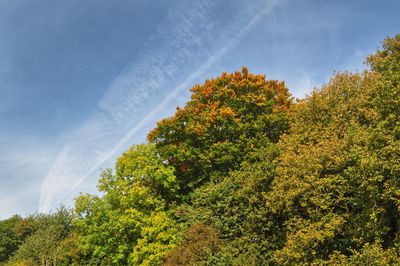 Low angle view of trees against blue sky