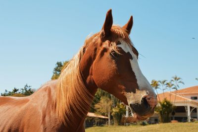 Horse standing on field against clear sky