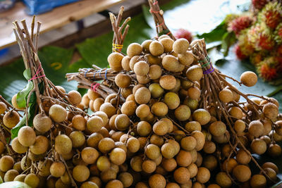 Close-up of fruits hanging on tree