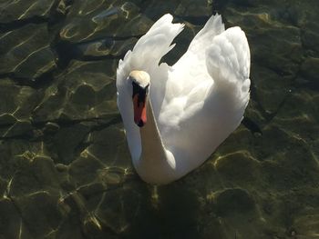 High angle view of swan in lake