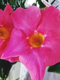 Close-up of pink flower blooming outdoors