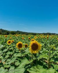 Sunflower blooming in field