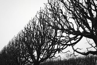 Low angle view of tree against clear sky