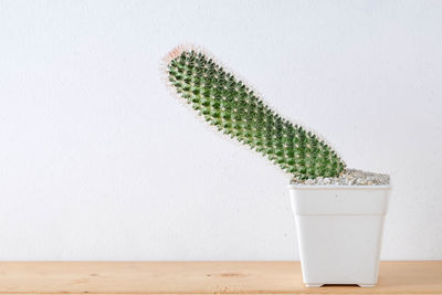Close-up of potted plant on table against wall
