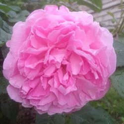 Close-up of pink rose blooming