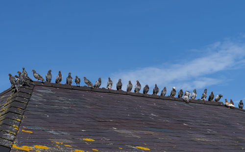 Low angle view of birds perching on roof against sky