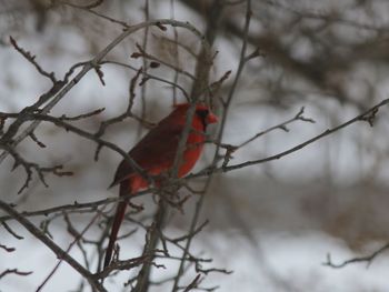 Close-up of bird perching on branch during winter