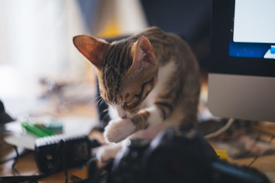 Close-up of a cat on the table