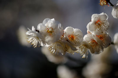 Close-up of white cherry blossom