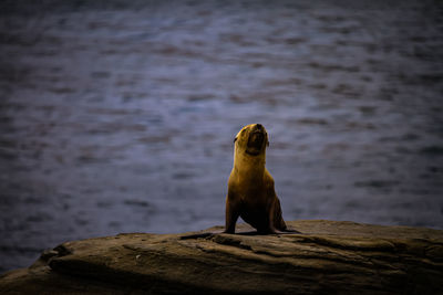 Sea lion looking away on rock by sea