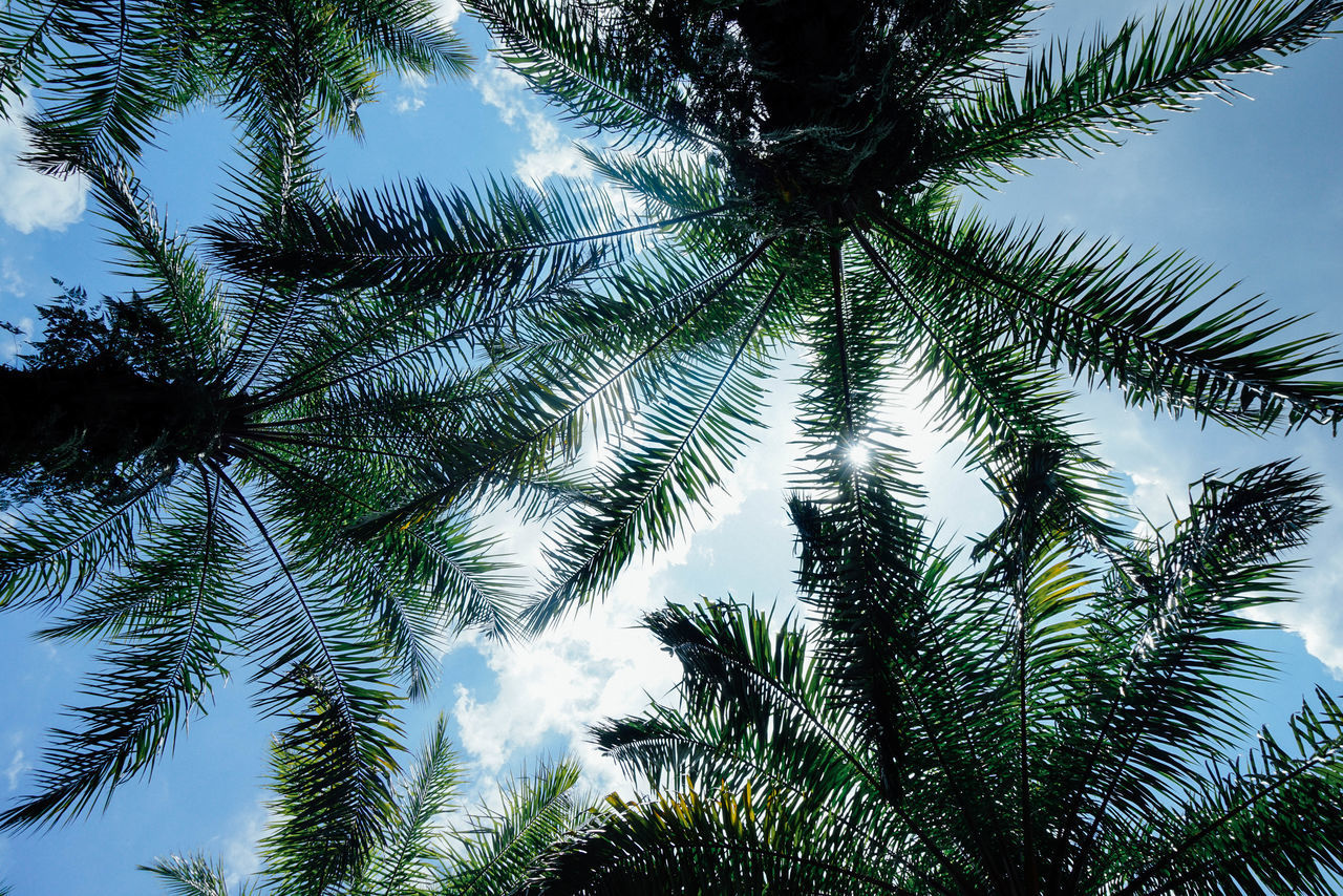 LOW ANGLE VIEW OF COCONUT PALM TREES