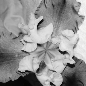 Close-up of rose blooming outdoors