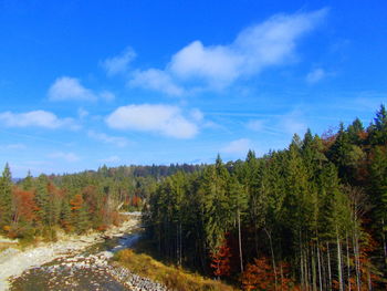 Scenic view of forest against sky during autumn