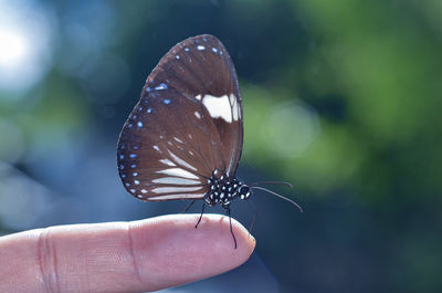 Close-up of butterfly on hand