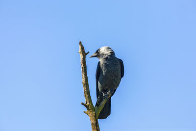 Jackdaw bird on a treetop