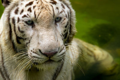 Close-up of a cat